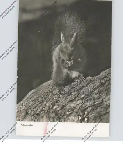 TIERE - EICHHÖRNCHEN / Squirrel / Ecureuil /Eekhoorn, leichte Verfärbung