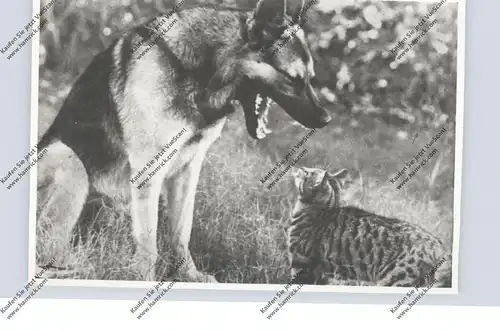 HUNDE - SCHÄFERHUND & KATZE, Chien de Berger / Shepherd Dog / Herdershond