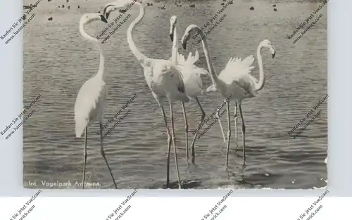 ZOO - AVIFAUNA, Alphen a.d. Rijn, Flamingos