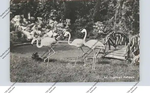 ZOO - AVIFAUNA, Alphen a.d. Rijn, Flamingos
