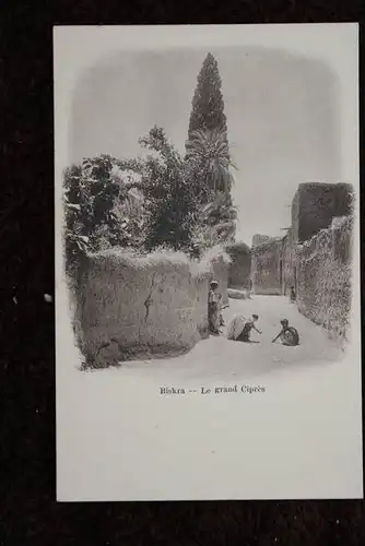 ALGERIEN - BISKRA - BISKIRA, Le grand Cipres
