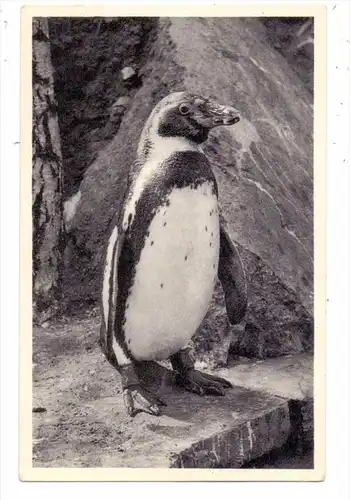 4500 OSNABRÜCK, "NORDLAND" Pinguin