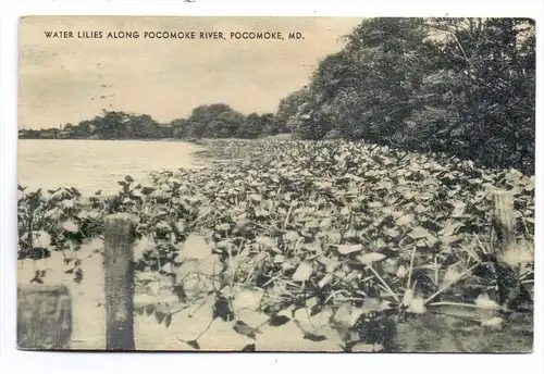 USA - MARYLAND - POCOMOKE, Water Lilies along Pocomoke River, 1934