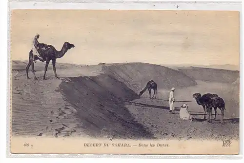 TIERE - KAMELE / Camel / Chameau / Cammello / Kameel / Camello - Sahara