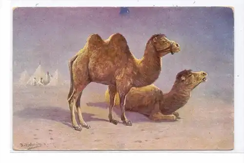 TIERE - KAMELE / Camel / Chameau / Cammello / Kameel / Camello - Künstler-Karte