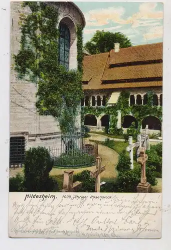 3200 HILDESHEIM, Dom, 1000 jähriger Rosenstock, 1906, Verlag Zieher