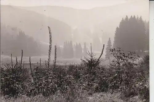 5920 BAD BERLEBURG, Morgennebel im Breitenbachtal