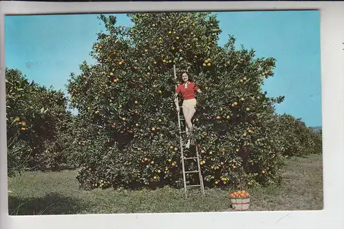 LANDWIRTSCHAFT - Orangenernte / Picking oranges / FLORIDA