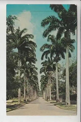 TT - TRINIDA TOBAGO, Royal Palms, St.Clair , Port of Spain 1965