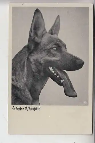 TIERE - HUNDE -Schäferhund - Chien de berge - sheperd dog - herdershond, Deutscher Schäferhunf