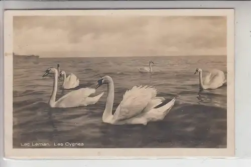 TIERE - VÖGEL - SCHWAN / Swan / Zwaan / Cygne / Cigno / Cisne / Lac Leman