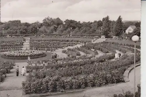 4300 ESSEN, Gruga-Park, Dahlienarena 1962