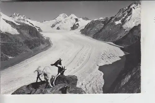 TIERE - ZIEGEN - Goats - Geiten - Chevres - am Eggishorn / CH