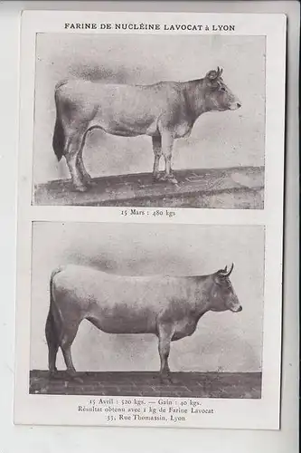 LANDWIRTSCHAFT - Veterinärmedizin - Kühe / Cows, Farine Lavocat Lyon