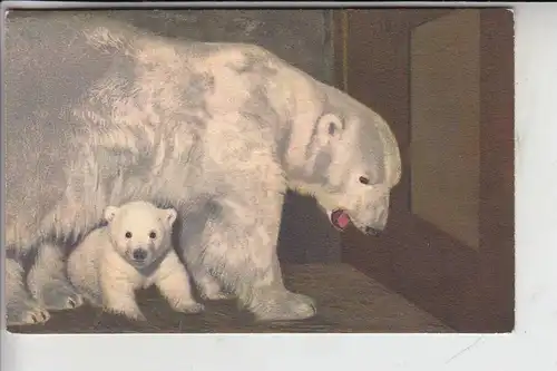 TIERE - BÄR - Eisbären - Polar Bear - Ours Polaire - Orso Polare - Ijsbeer - Oso Polar