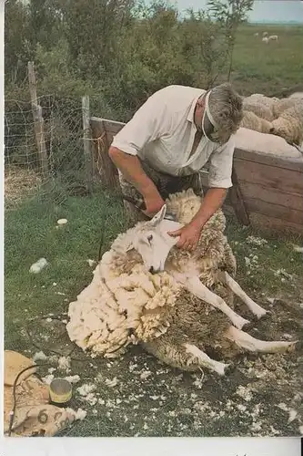 TIERE - SCHAFE - sheep - Mouton - Schapen - Pecora - Oveja -  Texel/Schapenscheren - Schafschur