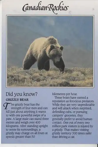 TIERE - BÄR - Grizzly Bear