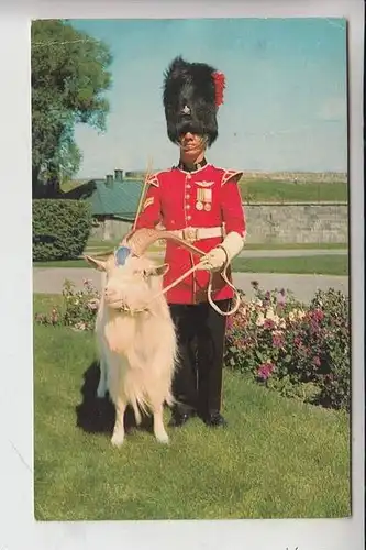 TIERE - ZIEGEN - Goats - Geiten - Chevres - Mascot of the 22e Regiment / Quebec/Canada