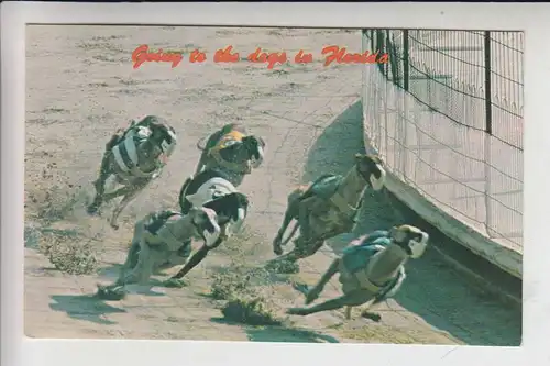 TIERE - HUNDE - Hunderennen - Dog Racing - Courses de Chiens - Corse di Cani - Hond Racen - Florida/USA