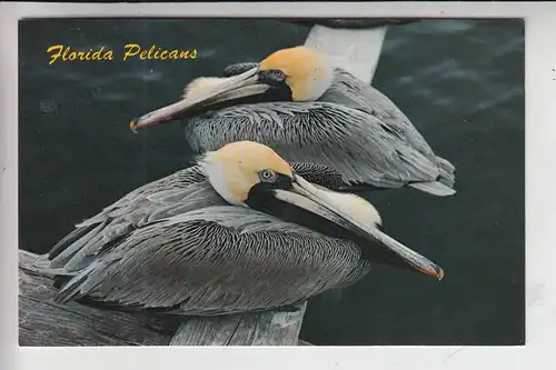 TIERE - VÖGEL - PELIKAN / Pelican - Florida Pelicans