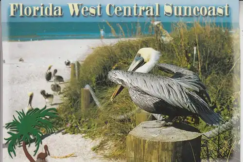 TIERE - VÖGEL - PELIKAN / Pelican - Florida West Central Suncoast