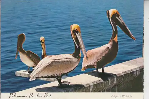 TIERE - VÖGEL - PELIKAN / Pelican - a Peculiar Bird