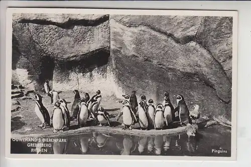 TIERE - PINGUINE - Penguin - Manchot - Pinguino - Pingwin - Pinguinas - Rhenen Dierenpark /Zoo