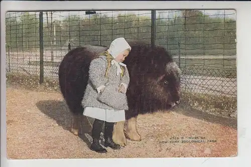 TIERE - ZOO - New York - Moschusoche / Musk Ox