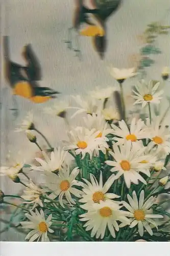 MATERIAL - 3D - Blumen - Margareten