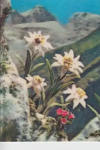 MATERIAL - 3D - Blumen - Edelweiss