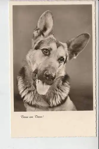 TIERE - HUNDE -Schäferhund - Chien de berge - sheperd dog - herdershond