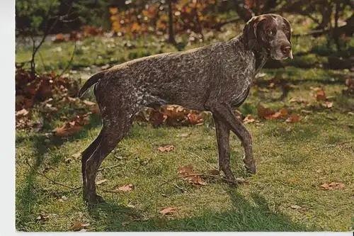 TIERE - Hunde - Jagdhund - jachthond - chienne de chasse - hunting dog