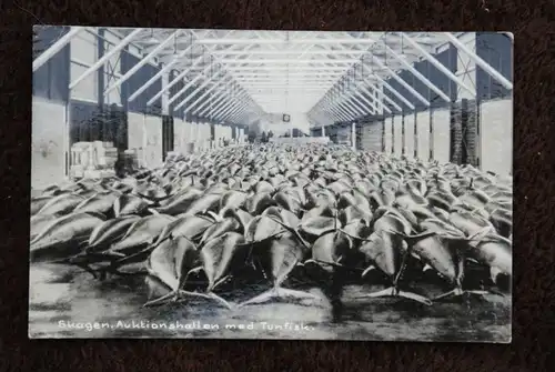 DK 9990 SKAGEN - Jütland, Fisch-Auktionshalle, Thunfisch, Tunfisk, Tuna, Thon