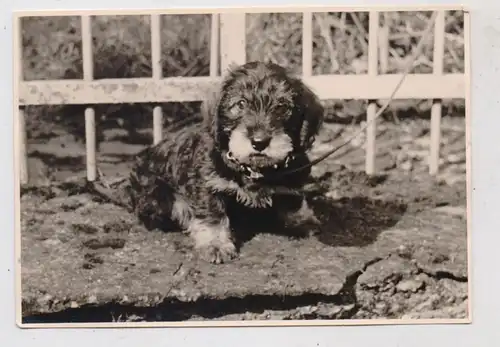 HUNDE - DACKEL / Teckel / Dachshund / Bassotto, Photo-AK