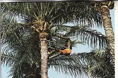 SENEGAL, Palm-wine gathering