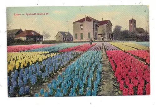 ZUID-HOLLAND - LISSE, Hyacinthenvelden, Trenkler - Leipzig