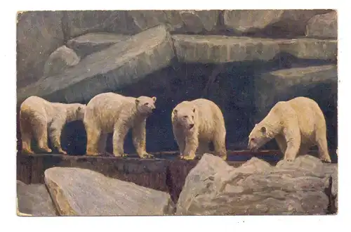 2000 HAMBURG - STELLINGEN, Zoo Hagenbeck, Eisbären, 1927