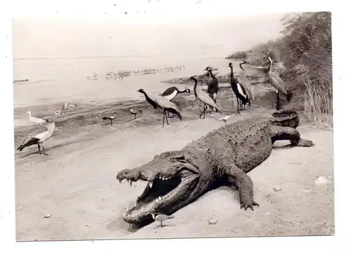 5300 BONN, Museum König, Tierleben am Weißen Nil, Krokodil