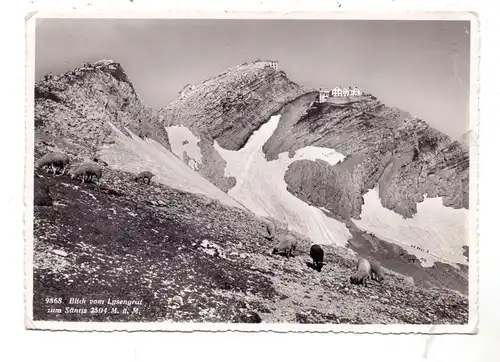 CH 9050 APPENZELL AI, Säntis, Blick vom Lysengrat, Schafherde, 1956, kl. Druckstelle