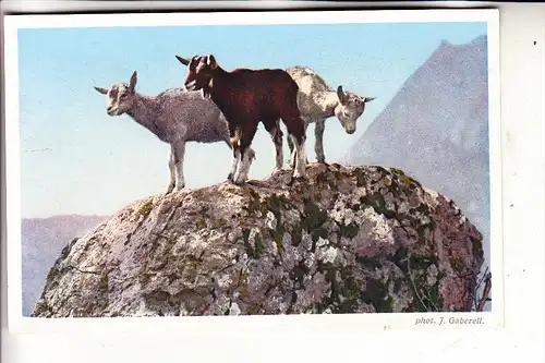 TIERE - ZIEGEN / Goats / Geiten / Chevre, Ziegenhirt - Schweizer Bergwelt