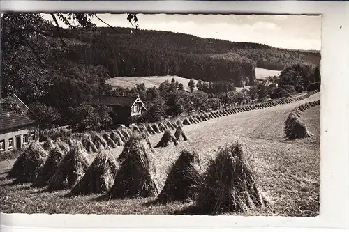 5530 GEROLSTEIN - KOPP bei Birresborn, Waldpartie mit Wochenendgebiet