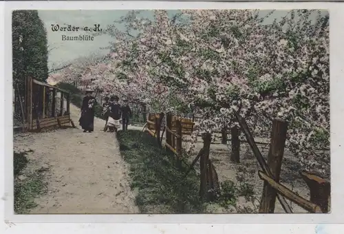 0-1506 WERDER / Havel, Baumblüte, Saulsohn - Berlin, 1907