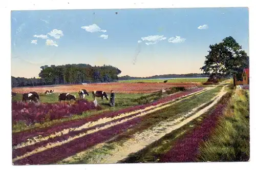 2111 HANSTEDT - QUARRENDORF, Kuhherde in der Heide, 1911