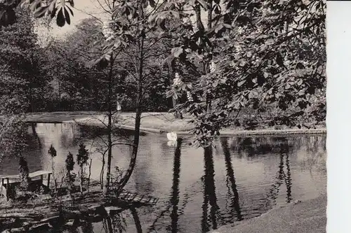5800 HAGEN, Im Stadtgarten, Teich mit Schwan, 1958