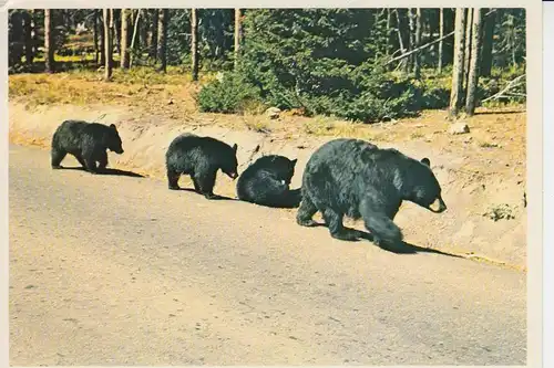 TIERE - BÄR - SCHWARZBÄR - Black Bear & Cubs