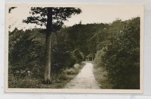 4502 BAD ROTHENFELDE, Waldpartie, 1956