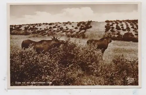 OSTPREUSSEN - KURISCHE NEHRUNG,  Elche vor der Düne, Verlag Krauskopf # 1201