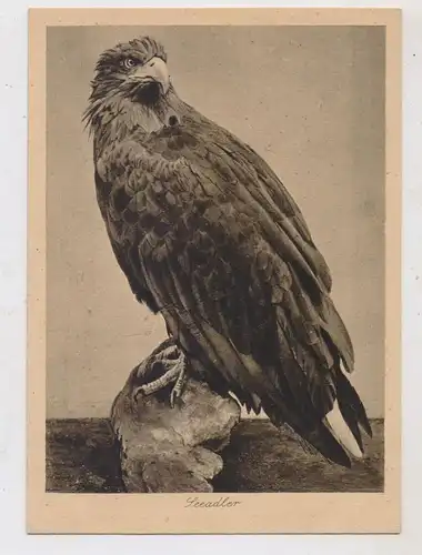 OSTPREUSSEN - ROSSITTEN / RYBATSCHI, Vogelwarte, Seeadler