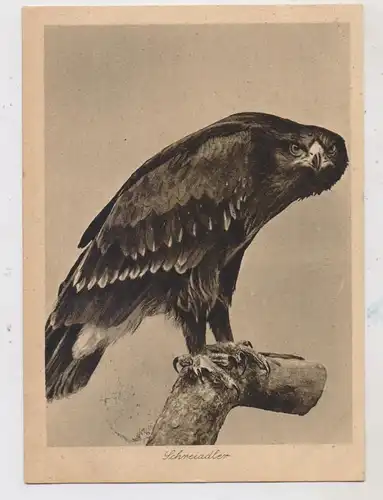 OSTPREUSSEN - ROSSITTEN / RYBATSCHI, Vogelwarte, Schreiadler, 1931