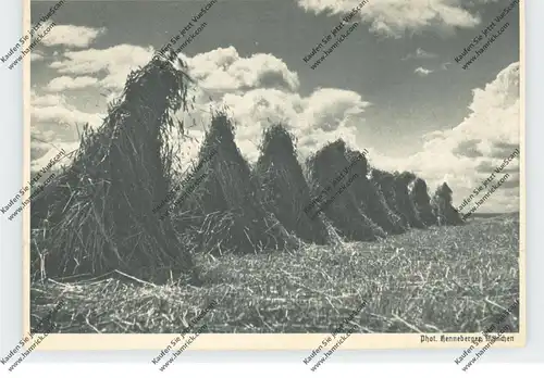 LANDWIRTSCHAFT - Heuernte